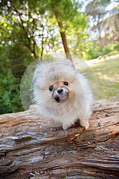 Adorable grey Toy Pomeranian puppy on a log in a forest