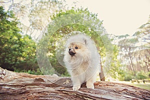 Adorable grey Toy Pomeranian puppy on a log in a forest