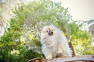 Adorable grey Toy Pomeranian puppy on a log in a forest