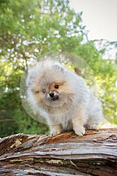 Adorable grey Toy Pomeranian puppy on a log in a forest