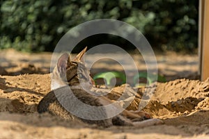 An adorable grey and white colored domestic cat lying in the sand at a beach and looking away