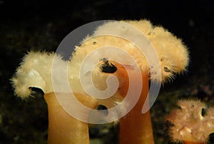 Adorable group of beadlet anemones in an aquarium photo