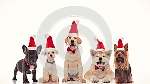 Adorable group of little santa claus dogs celebrating christmas