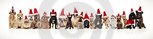 Adorable group of many christmas pets wearing santa hats