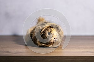 Adorable guinea pig indoor on gray background