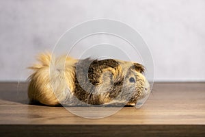 Adorable guinea pig indoor on gray background