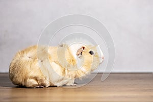 Adorable guinea pig indoor on gray background