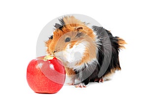 Adorable guinea pig pet with apple