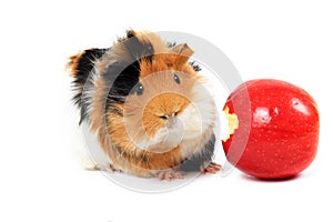 Adorable guinea pig pet with apple