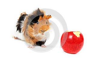 Adorable guinea pig pet with apple