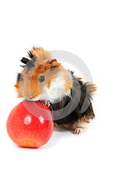 Adorable guinea pig pet with apple on white