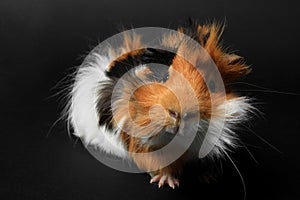 Adorable guinea pig pet on black