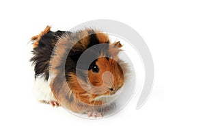 Adorable guinea pig pet isolated