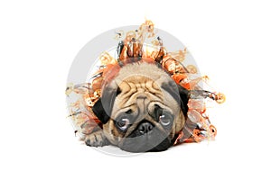 Adorable Halloween Pug