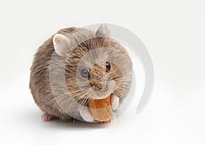 Adorable hamster eating fat.