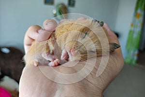 Adorable hamster sleeping in the hand