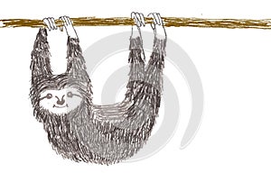 Adorable hanging sloth on isolated white background