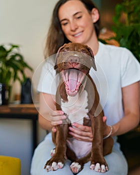 Adorable and happy american pit bull terrier puppy showing tongue while sitting on pet owner knees