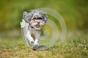 Adorable happy Bichon Havanese dog running on a green meadow against blured natural background on a sunny day. Space for text
