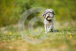 Adorable happy Bichon Havanese dog running on a green meadow against blurred, beautiful, natural background on a sunny day. Space