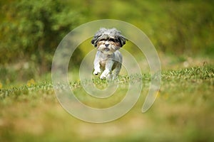 Adorable and happy Bichon Havanese dog with summer haircut running through a beautiful, green clearing on a bright sunny day