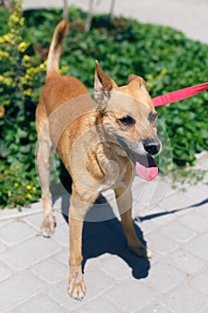 Adorable happy brown dog portrait in sunny street, homeless doggy on a walk