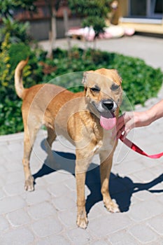 Adorable happy brown dog portrait in sunny street, homeless doggy on a walk