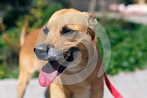 Adorable happy brown dog portrait in sunny street, homeless doggy on a walk