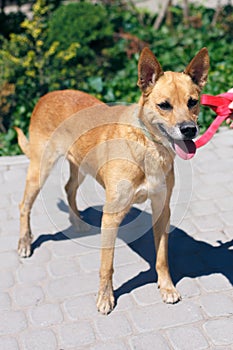 Adorable happy brown dog portrait in sunny street, homeless doggy on a walk