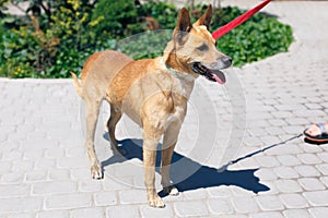 Adorable happy brown dog portrait in sunny street, homeless doggy on a walk