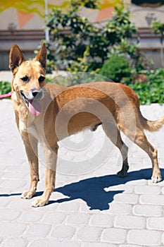 Adorable happy brown dog portrait in sunny street, homeless doggy on a walk