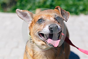 Adorable happy brown dog portrait in sunny street, homeless doggy on a walk