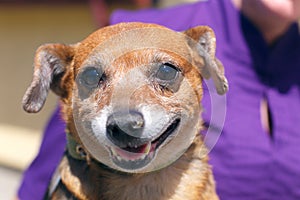 Adorable happy brown dog portrait in sunny street, homeless doggy on a walk