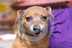 Adorable happy brown dog portrait in sunny street, homeless doggy on a walk