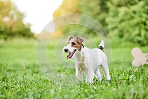 Adorable happy fox terrier dog at the park 2018 new year greetin