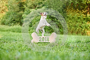 Adorable happy fox terrier dog at the park 2018 new year greetin