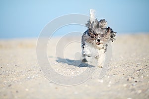 Adorable, happy and funny Bichon Havanese dog running on the beach with flying ears and hair on a bright sunny day. Shallow depth