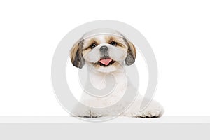 Adorable, happy little purebred shih tzu dog with tongue sticking out isolated on white studio background. Taking care