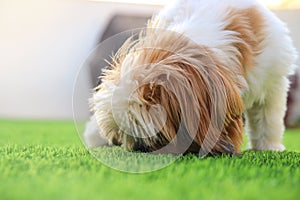 Adorable happy shi tzu dog sniffs in the park