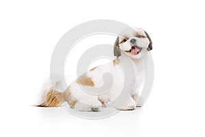 Adorable, happy, smiling little pet, purebred shih tzu dog sitting with tongue sticking out and looking isolated on