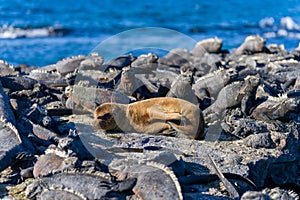 Adorable harp seal pup snoozing near a rocky shoreline by the sea