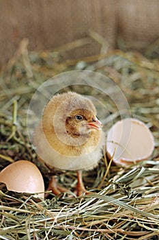 Adorable hatched chick opened his beak