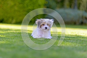 Adorable havanese maltese puppy backyard portrait