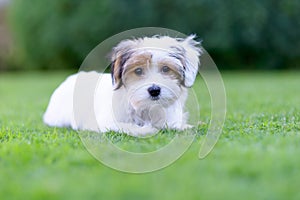 Adorable havanese maltese puppy backyard portrait