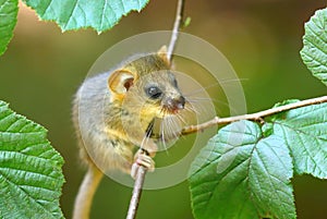 Adorable hazel dormouse in summer