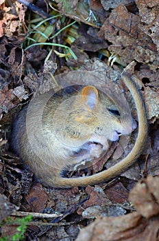 Adorable hazel dormouse in summer