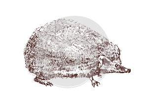 Adorable hedgehog hand drawn with contour lines on white background. Outline drawing of omnivorous nocturnal animal photo