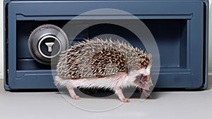 Adorable hedgehog leisurely ambling in front of a large, metal money safe.