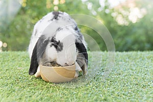 Adorable Holland lop rabbit bunny eating dry alfalfa hay field in pet bowl sitting on green grass over bokeh green background.