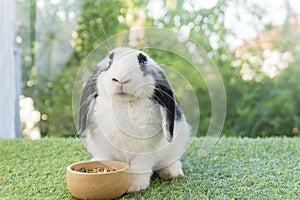 Adorable Holland lop rabbit bunny eating dry alfalfa hay field in pet bowl sitting on green grass over bokeh green background.